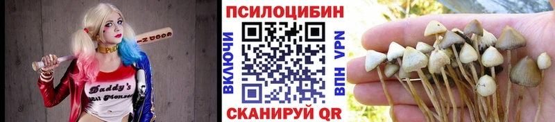 купить наркотики цена  Новая Ладога  Псилоцибиновые грибы Psilocybine cubensis 